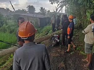 Pohon Tumbang Timpa Pemotor di Klungkung, Ibu-Anak Dilarikan ke Rumah Sakit