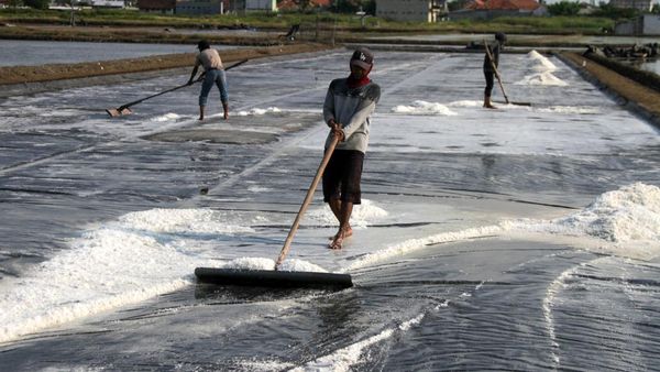 Produktivitas Tambak Garam Pasuruan Terus Digenjot