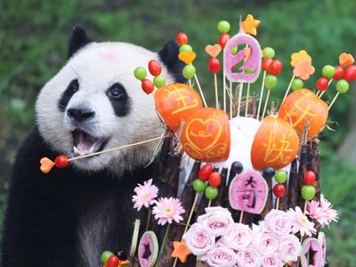 Panda Raksasa Qi Ying Rayakan Ulang Tahun Kedua