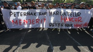 Peternak Ayam Petelur Desak Pemerintah Stabilkan Harga Telur