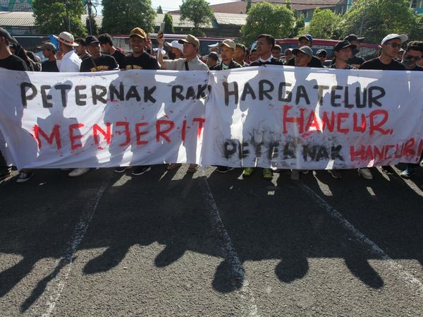 Peternak Ayam Petelur Desak Pemerintah Stabilkan Harga Telur