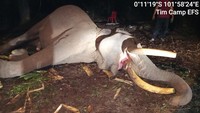 Kronologi Kematian Kapten Indro Sang Gajah Penjaga Konflik Tesso Nilo