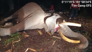Gajah Indro Mati di TN Tesso Nilo