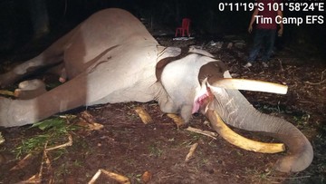Gajah Indro Mati di TN Tesso Nilo