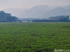Pulau Eceng Gondok di Sungai Citarum yang Kian Rapat dan Meluas