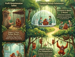Infografis: Masa Lalu Kelam Tiga Orang Utan Kalimantan