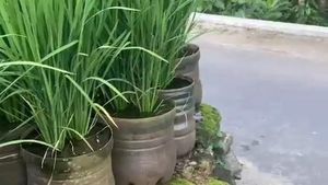 Potret Sawah dari Ratusan Galon di Pekarangan Pak Dukuh Gunungkidul