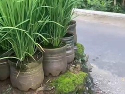 Pak Dukuh Tanam Padi di Pekarangan Pakai 840 Galon Bekas, Segini Hasil Panennya