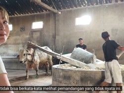 Lihat Proses Bikin Mie Lethek Pakai Tenaga Sapi, Orang Jepang Ini Speechless