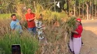 Segini Hasil Panen Padi Pakai 840 Galon Bekas Pak Dukuh