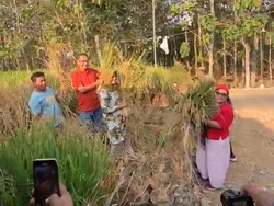 Inspiratif! Pak Dukuh di Wonosari Sulap Galon Bekas Jadi Media Tanam Padi