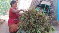 Kisah Warga Lereng Wilis Madiun Cari Sampingan dari Kacang Hutan
