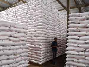 Kuota Pupuk Subsidi Ditambah Dua Kali Lipat Jadi 9,5 Juta Ton