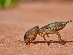 Apa Itu Hewan Orong-orong yang Bisa Masuk ke Rumah? Seperti Ini Bentuknya