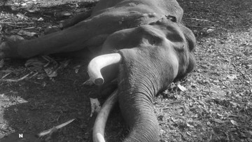 Kapolda Riau Berduka, Kapten Indro Gajah Penjaga Tesso Nilo Mati