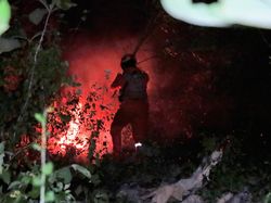4 Kasus Kebakaran Hutan Terjadi di Jatim dalam Sebulan