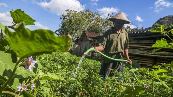 Musim Kemarau Ubah Pola Tanam Petani di Bantul