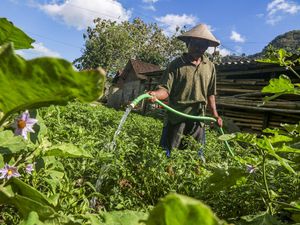 Musim Kemarau Ubah Pola Tanam Petani di Bantul