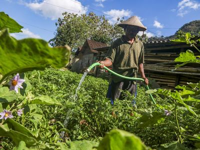 Musim Kemarau Ubah Pola Tanam Petani di Bantul