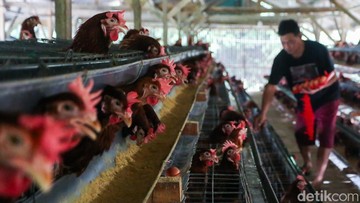 Hilirisasi Ayam Terintegrasi Dimulai Juli Tahun Depan