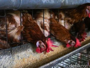 Ada Ayam Afkir Murah di Halaman Kantor DPKP DIY, Ini Jadwalnya