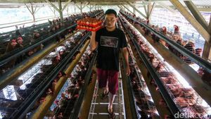 Harga Telur Terus Anjlok, Peternak Ayam Petelur Menjerit