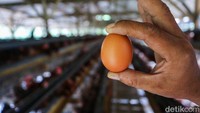 Harga Telur di Peternak Loyo, Pemerintah Cari Pembeli Sampai Singapura