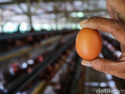 Harga Telur di Peternak Loyo, Pemerintah Cari Pembeli Sampai Singapura