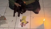 Viral Kucing Hitam Lompati Foto Vini Agar Tak Cetak Gol