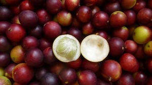 5 Buah Endemik Indonesia yang Tak Ditemukan di Negara Lain, Pernah Coba?