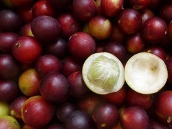 5 Buah Endemik Indonesia yang Tak Ditemukan di Negara Lain, Pernah Coba?