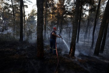 Kebakaran Hutan Dekati Permukiman, Petugas Berpacu Jinakkan Kobaran Api
