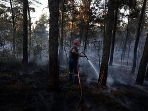 Kebakaran Hutan Dekati Permukiman, Petugas Berpacu Jinakkan Kobaran Api