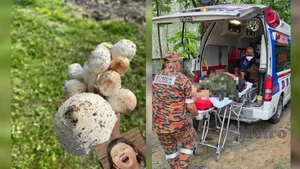 Ngeri! Suami Istri Masuk RS Setelah Makan Jamur Liar yang Dikira Aman