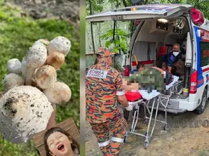 Ngeri! Suami Istri Masuk RS Setelah Makan Jamur Liar yang Dikira Aman