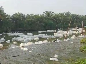 Busa Cemari Sungai-Sawah Warga di Deli Serdang, Diduga Limbah Pabrik