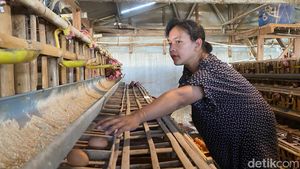 Keluh Peternak Ayam Petelur Kota Batu