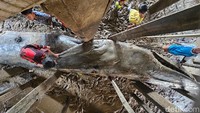 Bangkai Paus Sepanjang 12 Meter yang Terdampar di Banyuasin Dievakuasi