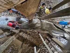 Bangkai Paus Sepanjang 12 Meter yang Terdampar di Banyuasin Dievakuasi
