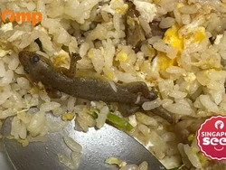 Duh! Beli Nasi Goreng Rp 93 Ribu Dapat Bonus Cicak