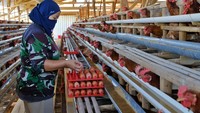 Harga Telur di Temanggung Anjlok Jadi Rp17.000-Rp18.000 per Kg