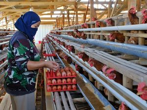 Harga Telur di Temanggung Anjlok Jadi Rp17.000-Rp18.000 per Kg