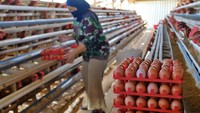 Pemerintah Janji Jaga Harga Pakan, Minta Dapur MBG Serap Telur Peternak