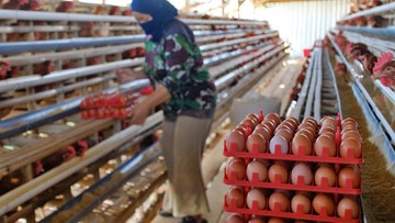 Pemerintah Janji Jaga Harga Pakan, Minta Dapur MBG Serap Telur Peternak