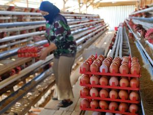 Pemerintah Janji Jaga Harga Pakan, Minta Dapur MBG Serap Telur Peternak