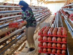 Pemerintah Janji Jaga Harga Pakan, Minta Dapur MBG Serap Telur Peternak