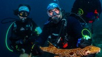 Populasi 'Hiu Berjalan' di Raja Ampat Melonjak