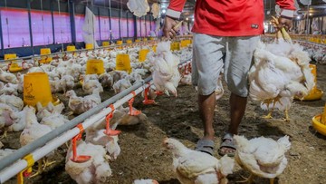 Ayam di Pasar Rp 40.000/Kg, Harga di Kandang Cuma Segini