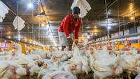 Menjaga Harga Ayam Hidup untuk Mendukung Peternak Broiler
