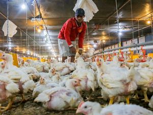Menjaga Harga Ayam Hidup untuk Mendukung Peternak Broiler